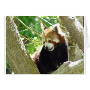 Cartão panda vermelha
