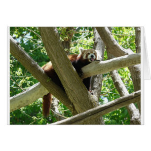 Cartão panda vermelha, 3