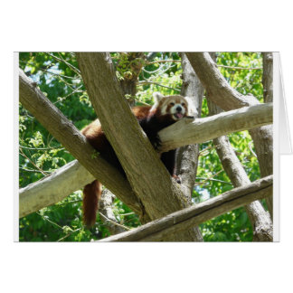 Cartão panda vermelha, 3