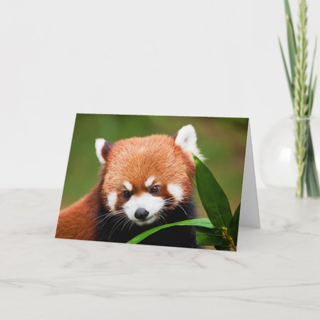 Cartão Panda Vermelho Fofo (Frente)
