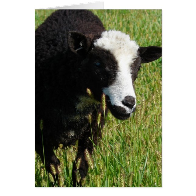 Cartão Pandi (Frente)