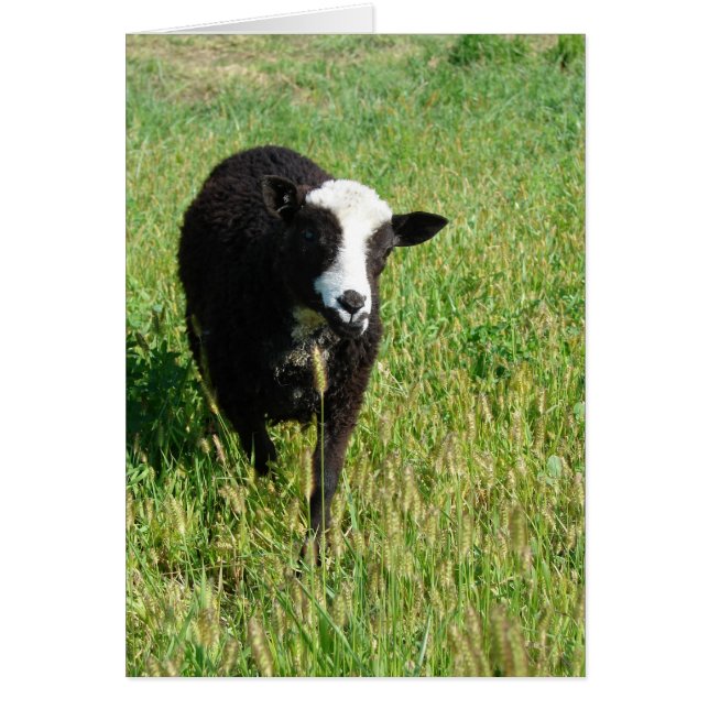 Cartão Pandi (Frente)