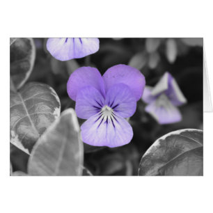 Cartão Pansies/cor isolada