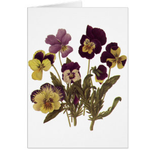 Cartão Pansies na flor, flores florais do vintage do