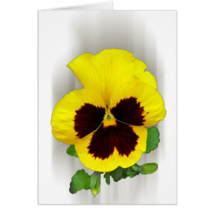 Cartão pansor amarelo burgundy