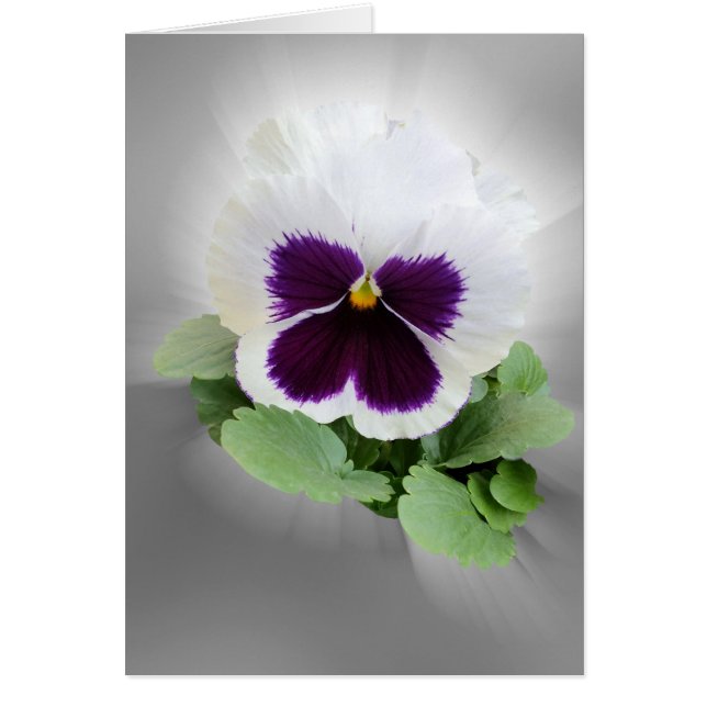 Cartão Pansy roxo branco (Frente)