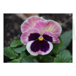 Cartão Pansy Roxo Mudado, Notas Florais Vazios