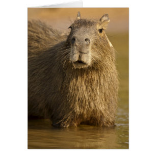 Cartão Pantanal, Brasil, Capivara, Hydrochoerus