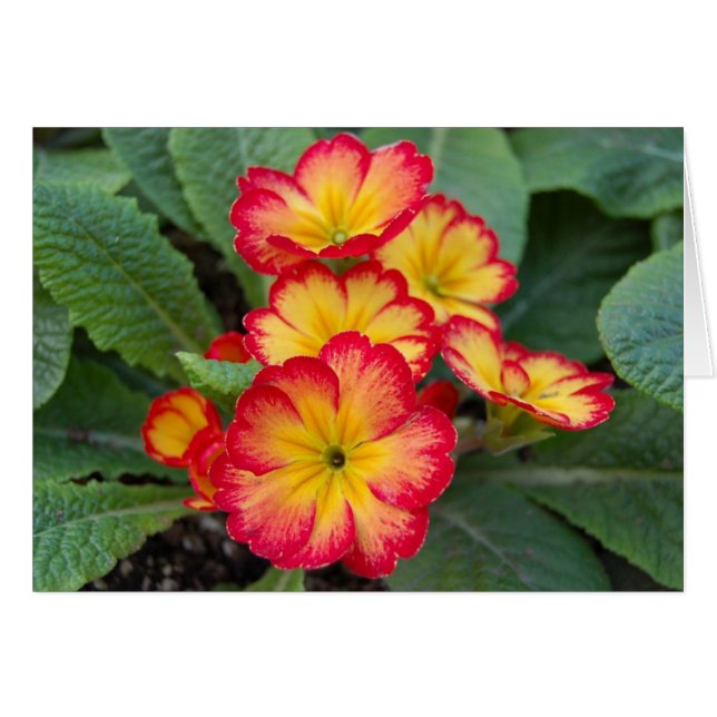 Cartão pântano (Frente Horizontal)