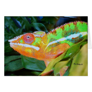 Cartão Panther Chameleon