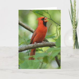 Cartão Papá Cantando!