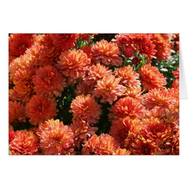 Cartão Papa I (Frente Horizontal)