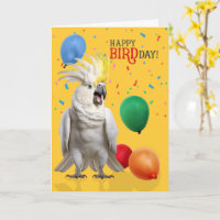 Papagaio Cacatua Engraçado Humor de Aniversário