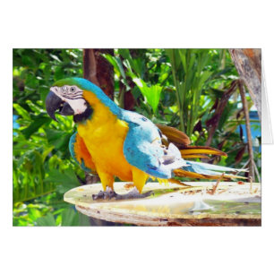 Cartão Papagaio feliz