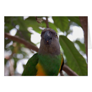 Cartão Papagaio Senegal