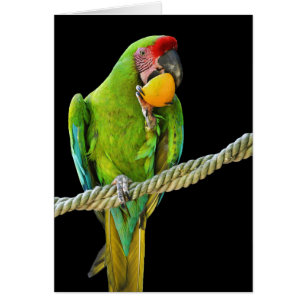 Cartão Papagaio verde de Militaris do Ara