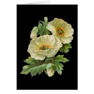 Cartão Papagaios e Cornflower Vintage Vazio Art Cards