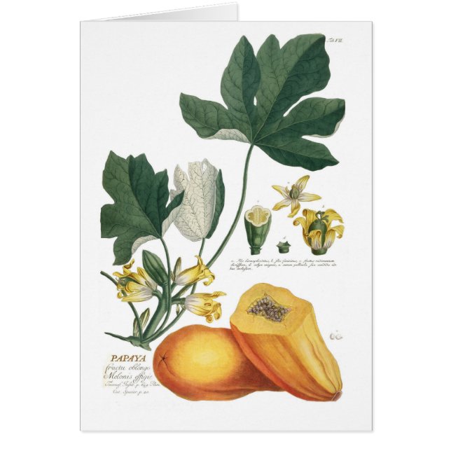 Cartão Papaia (Frente)