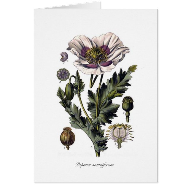 Cartão Papaver - somniferum (Frente)