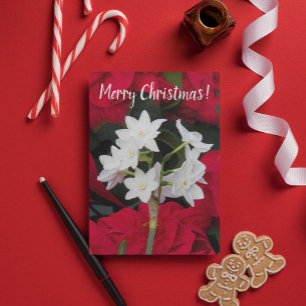 Cartão Paperwhites e Poinsettias Vermelhas Natal Floral