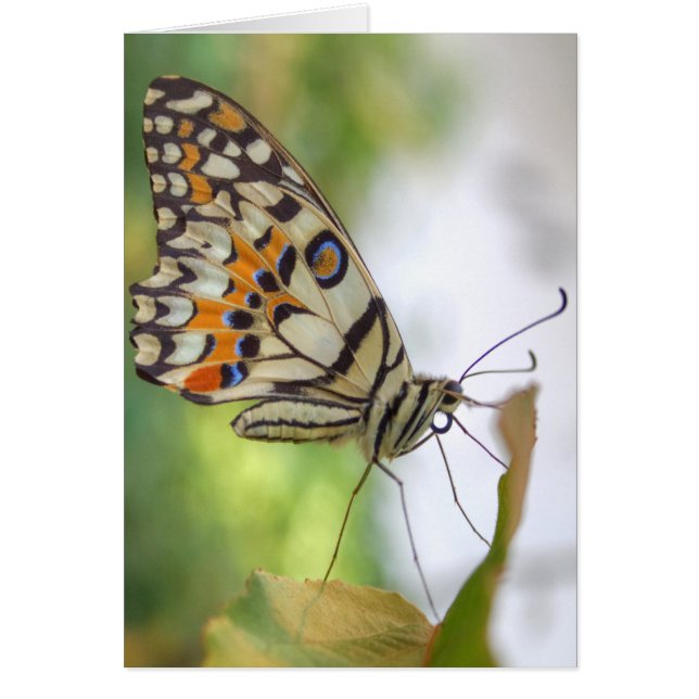 Cartão Papilio demoleus (Frente)