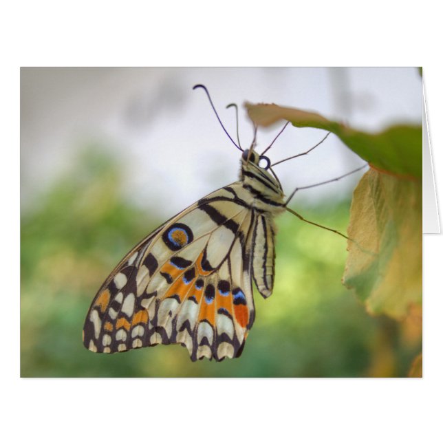 Cartão Papilio demoleus (Frente horizontal)