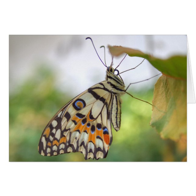 Cartão Papilio demoleus (Frente Horizontal)