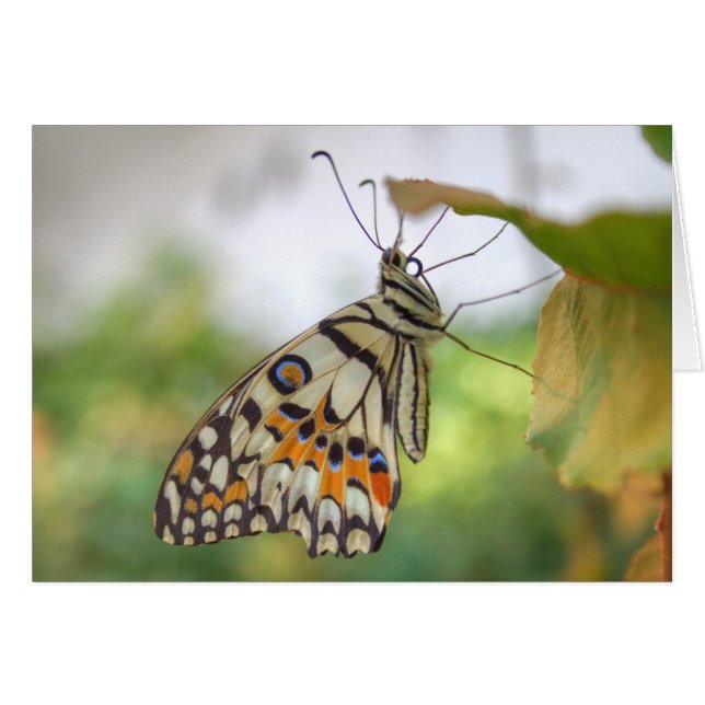 Cartão Papilio demoleus (Frente horizontal)