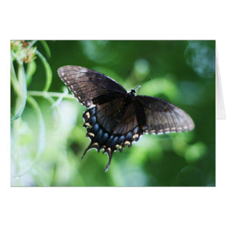 Cartão "papillon de jardin" de Larry Coressel