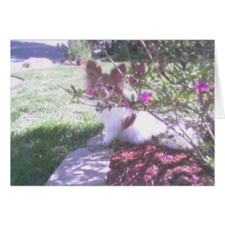 Cartão Papillon dog