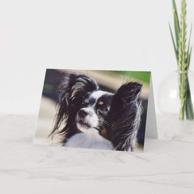 Cartão "Papillon" Dog Photo Greeting Card (Frente)