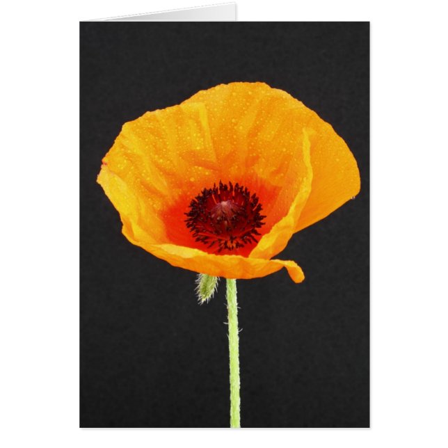 Cartão Papoila (Frente)