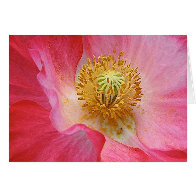 Cartão Papoila (Frente Horizontal)