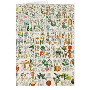 Cartão Papoila, classificações de planta violetas