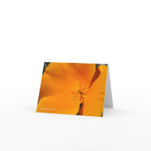 Papoila de Califórnia