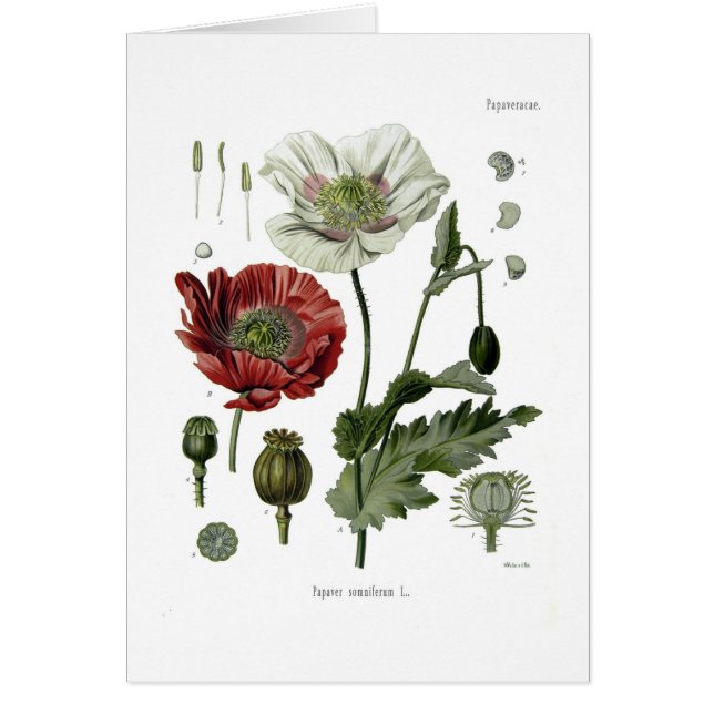 Cartão Papoila de ópio (Frente)