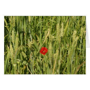 Cartão papoila em cornfield