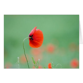 Cartão Papoila em Nidd