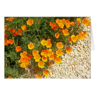 Cartão papoilas de Islândia