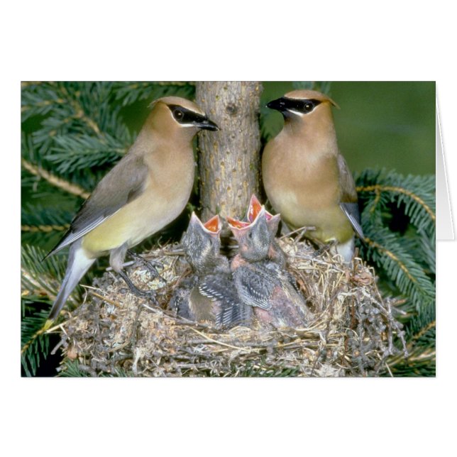 Cartão Par de Cedar Waxwings com jovens (Frente Horizontal)