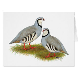 Cartão Par de Chukar Partridge
