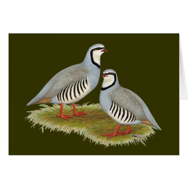 Cartão Par de Chukar Partridge (Frente Horizontal)
