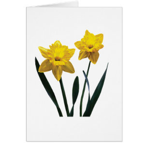 Cartão Par de Daffodil Amarelo