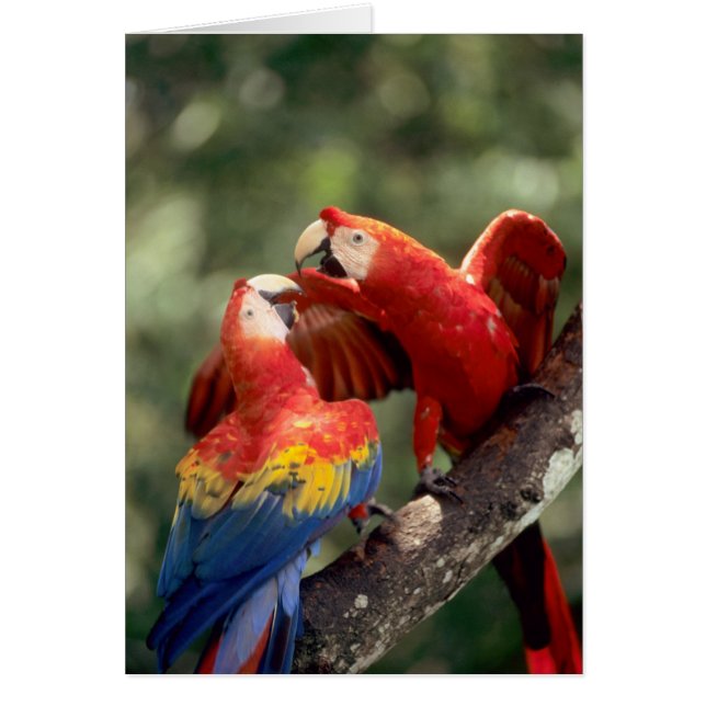 Cartão Par de Macaws Escarlate (Frente)