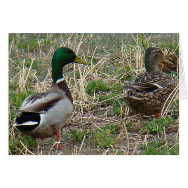 Cartão Par de patos-real B12 (Frente Horizontal)