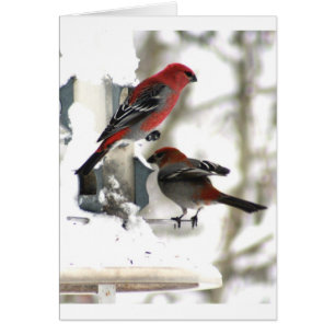 Cartão Par de Pine Grosbeaks
