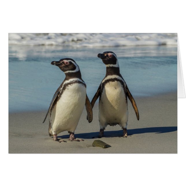 Cartão Par de pinguins na praia (Frente Horizontal)