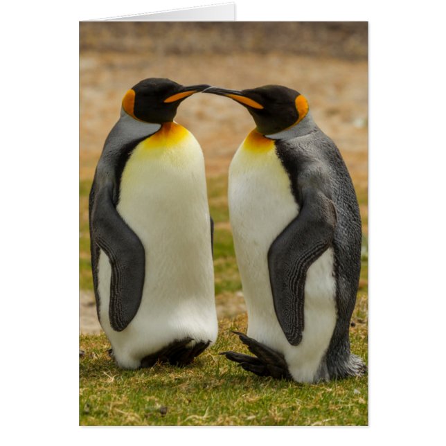 Cartão Par de pinguins-reis, Malvinas (Frente)