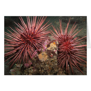 Cartão Par de Urchins Gigantes do Mar Vermelho