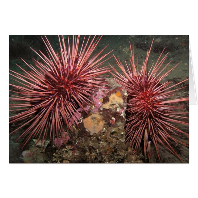 Cartão Par de Urchins Gigantes do Mar Vermelho (Frente Horizontal)